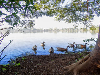 Swans on lake against sky