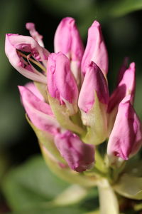 Close-up of pink rose flower