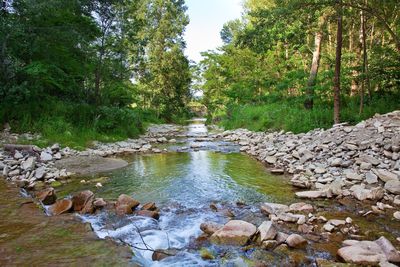 Stream flowing through rocks in forest