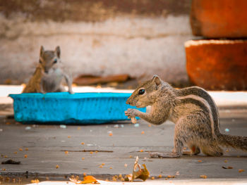 Close-up of squirrel