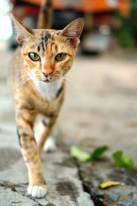 Close-up portrait of a cat