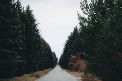 Road amidst trees against sky