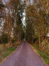 Road amidst trees during autumn