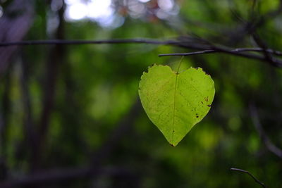 Close-up of heart shape leaf on tree