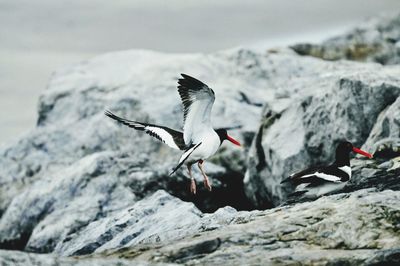 Bird flying over rock