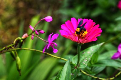 Close-up of bee pollinating on pink flower