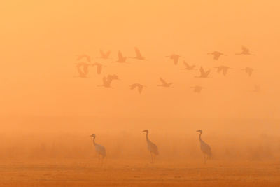 Flock of birds flying in the sky