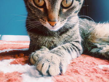 Close-up of cat relaxing