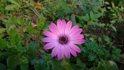 Close-up of pink flower blooming outdoors