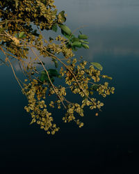 Close-up of yellow flowering plant against blurred background