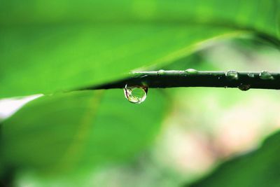 Close-up of water drops on green leaf