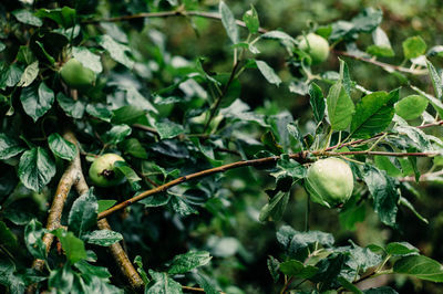 Close-up of berries growing on tree