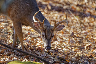 Deer standing on field