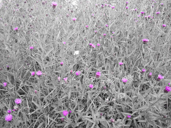 Pink flowers blooming on field
