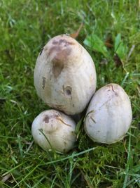 Close-up of mushrooms growing on grassy field