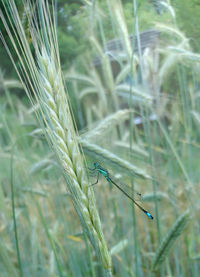 Close-up of ladybug on grass