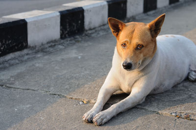 Close-up portrait of dog sitting on street