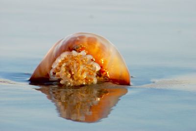 Close-up of fish in sea against sky