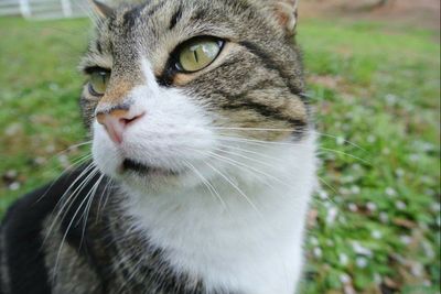 Close-up portrait of cat