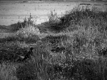 Plants growing on grassy field