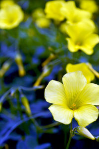 Close-up of yellow flowers