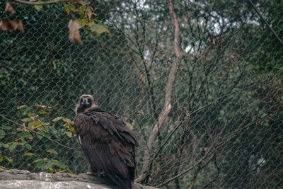 Low angle view of bird perching on tree