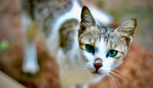 Close-up portrait of cat