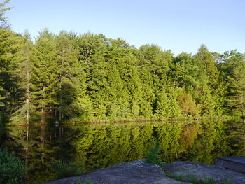 Scenic view of lake in forest against clear sky