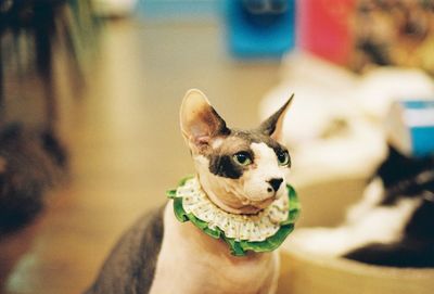 Portrait of a dog with hand