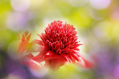 Close-up of red flowering plant