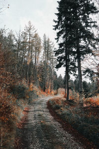 Road amidst trees in forest against sky during autumn