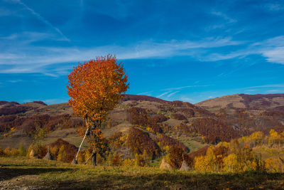 Plants growing on land against sky during autumn