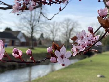 Close-up of cherry blossoms in spring