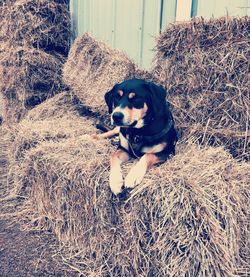 High angle portrait of dog sitting on hay