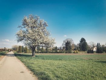 Trees on field against clear sky