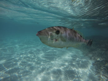 Fish swimming in sea