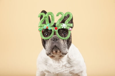 Gorgeous french bulldog dog with festive glasses 2022. happy new year