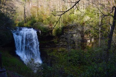 Scenic view of waterfall in forest