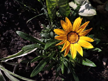 Close-up of yellow flowering plants