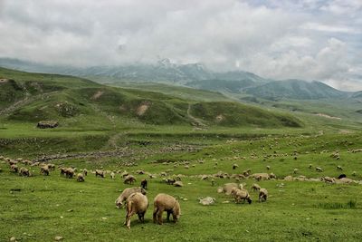 Flock of sheep on grassy landscape