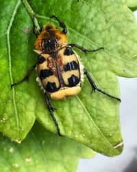 Close-up of insect on leaf