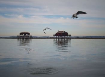 Silhouette bird flying over sea against sky