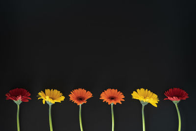 Close-up of yellow flowers against black background