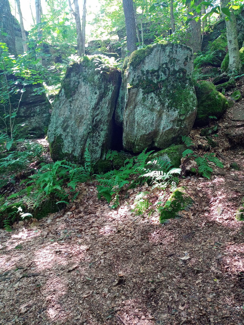 PLANTS GROWING ON ROCKS IN FOREST