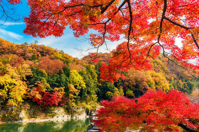 Autumn leaves on a tree