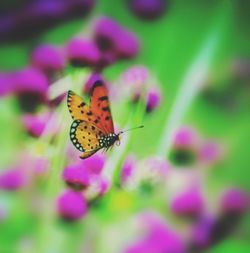 Close-up of butterfly on purple flower