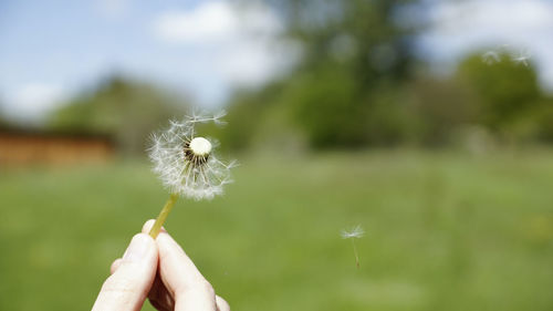 Close-up of hand holding dandelion