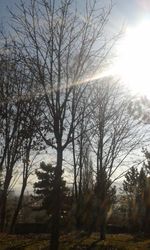 Bare trees in forest against sky