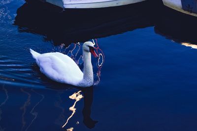 Swan swimming in lake