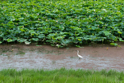 High angle view of gray heron perching on grass by plants